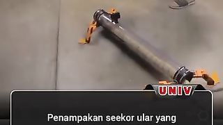 Penampakan seekor ular yang diberi kaki robot