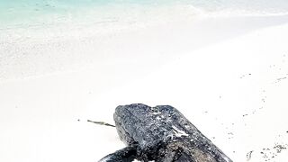 beach world sweeping waves