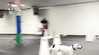 4TH Dog Gangster dogs dogsports flyball