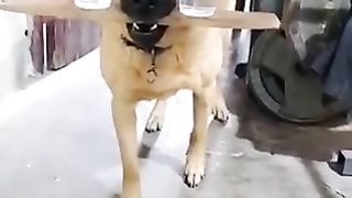 Balancing its own weight