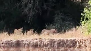 20 Lions Squeeze onto River Bank to Drink
