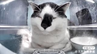 Mr. Polite Cat