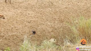 Lion Cornered by Hyenas Calls for Backup