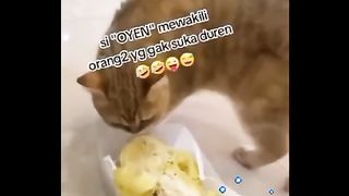 Kucing ga suka durian