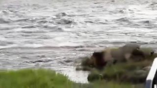 Lions can swim, but they don't really like doing so.