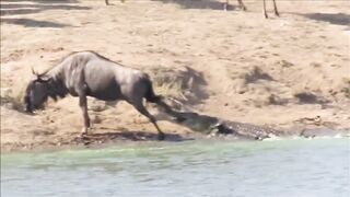 The wildebeest was rescued by a hippopotamus from the crocodile's jaws.