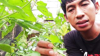 benefits of basil leav
