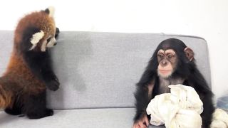 Last year's Lulu grew up with Tangtang. This year's Nuanbaobao grew up with Tang