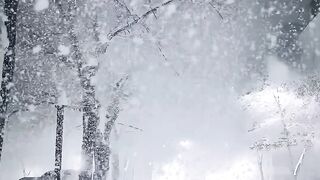 Winter wonderland