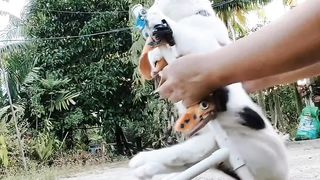 Affectionate disabled cat