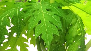 benefits of papaya leaves
