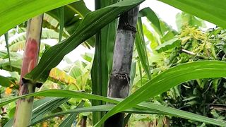 benefits of sugar cane