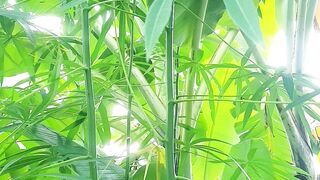 benefits of cassava leaves