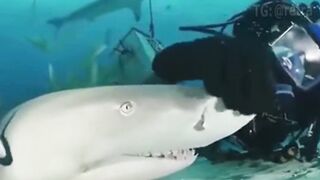 Friendly Lemon Shark