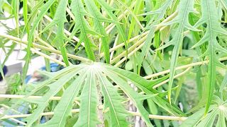 benefits of pinicillin leaves
