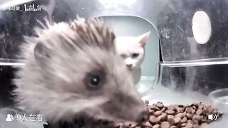 Mr. Killer vs Hedgehog