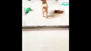 Funny video ????????