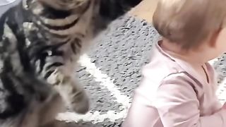 Funny cat video / Funny moments