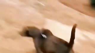 Best Funny Animal Videos 2024 Part 3