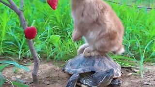 Turtle, rabbit, cat and strawberry tree