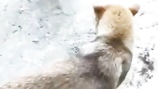 Funny Dogs & Cats Memes