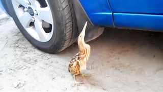 Парень заметил странное СУЩЕСТВО и решил его потрогать