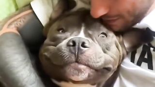 Anjing ini terkejut saat mendengar detak jantung bayi majikannya