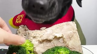 Dorne Silly Dog Debute Plan Tasy Food for Labrador