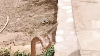 Cats' Swift Reactions