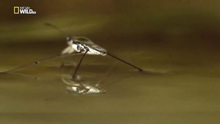 Смотрим. Интересное и познавательное видео. Это удивительная водомерка.