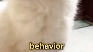 How To Say “NO!” To Your Cat