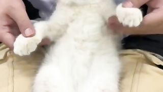 Funny dancing performed by a cat