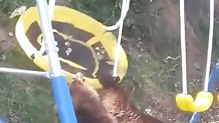 A bear is having fun on a children's swing