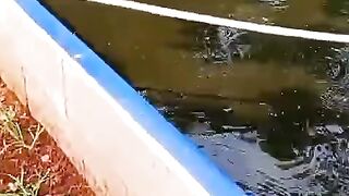 Kolam segmen pembenihan + pendederan kurang lebih seperti ini❗Coba tebak ukuran berapa❓