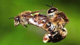 aerial mating of honey bees