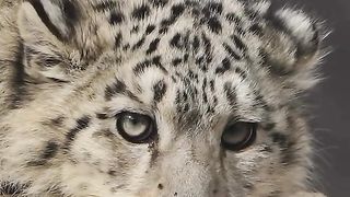 The photographer waited for 7 days and finally captured the ghostly snow leopard on the Himalayas, like an elf on the snow