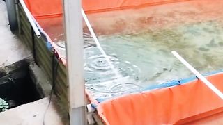 Saran KHUSUS PEMULA❗Jika mau jual ikan lele konsumsi ke bandar biasanya ada POTONGAN