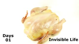 How Quickly The Maggots Eat The Chicken Time Lapse.