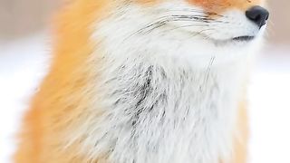 Everything has spirituality, and the red fox in the snow is full of a sense of destiny