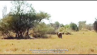 Man attack on lion