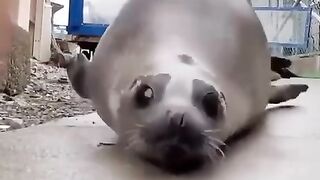 Funny movements of a seal on land