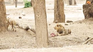 Lioness Flirts With Male Just to Steal His Food
