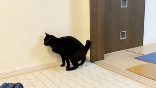 The cat decided to sit for a while and think about everything