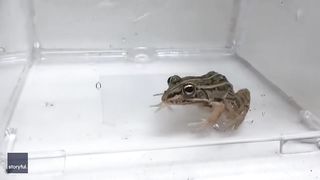 A water-loving beetle that a frog cannot digest