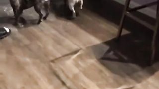 The dogs decided to wash the floors in the house
