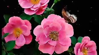 Beautiful