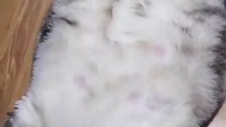 A cat who doesn't worry about being overweight