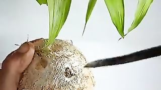 coconut_shell_tea_cup_