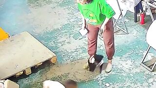 An epic dog showdown involving a cat