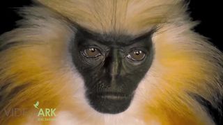 The golden langur. Pay attention to the eyes